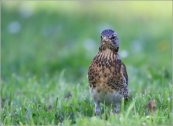 <p>DROZD KVÍČALA (Turdus pilaris) /Fieldfare - Wacholderdrossel/</p>